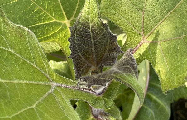 Smallanthus sonchifolius – Yacon Rood