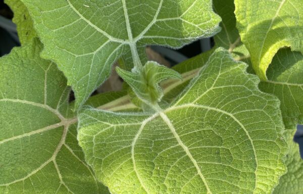 Smallanthus sonchifolius – Yacon Wit